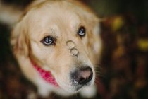 Portrait of a labrador dog with two wedding rings on his nose — Stock Photo