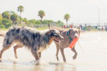 Australian Shepherd and Weimaraner playing with a toy on the beach, United States — Stock Photo