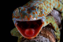 Gros plan d'un gecko Tokay à bouche ouverte, Indonésie — Photo de stock