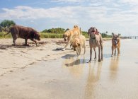 Cinq chiens qui courent sur la plage, États-Unis — Photo de stock