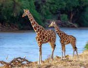 Дорослі й молоді жирафи, національний заповідник Самбуру, Кенія. — стокове фото