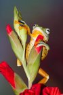 Rana volante (rachophorus reinwardtii) su un bocciolo di fiore, Indonesia — Foto stock