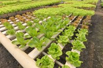Vegetables growing in a hydroponic greenhouse, Thailand — Stock Photo