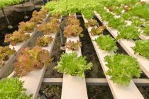 Hortalizas que crecen en un invernadero hidropónico, Tailandia - foto de stock