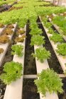 Hortalizas que crecen en un invernadero hidropónico, Tailandia - foto de stock