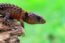 Close-up de um crocodilo skink em madeira, Indonésia — Fotografia de Stock