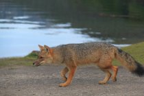 Сіра лисиця (Pseudalopex griseus), Національний парк Вогняна Земля, Патагонія, Аргентина — стокове фото