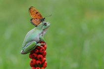 Butterfly on top of a frog on a plant, Indonesia — Stock Photo