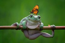 Butterfly on top of a dumpy tree frog on a branch, Indonesia — Stock Photo