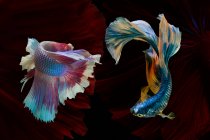 Дві красиві риби бета, що плавають в акваріумі на темному тлі, вид з близької відстані — стокове фото