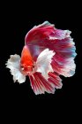 Красива барвиста риба-бетта, що плаває в акваріумі на темному фоні, вид зверху — стокове фото