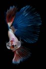 Schöne bunte Betta Fische schwimmen im Aquarium auf dunklem Hintergrund, Nahsicht — Stockfoto