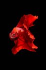 Bela Betta vermelho peixes nadando em aquário no fundo escuro, vista de perto — Fotografia de Stock