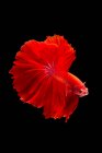 Hermoso pez Betta rojo nadando en acuario sobre fondo oscuro, vista cercana - foto de stock