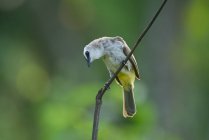 Bellissimo uccello colorato sul ramo nella giornata di sole, Indonesia — Foto stock