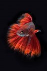 Bonito colorido Betta peixes nadando em aquário no fundo escuro, vista de perto — Fotografia de Stock