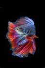 Beautiful colorful Betta fish swimming in aquarium on dark background, close view — Stock Photo