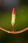 Ant on a branch carrying a flower bud, Indonesia - foto de stock