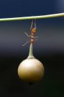 Ameise auf einem Zweig, der eine Beere trägt, Indonesien — Stockfoto
