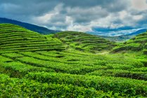 Piantagione di tè, Alahan Panjang, Sumatra occidentale, Indonesia — Foto stock
