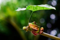 Frog sitting under a leaf on a branch, Indonesia — Fotografia de Stock