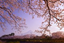 Fiore di ciliegio davanti al Monte Fuji, Honshu, Giappone — Foto stock