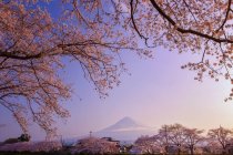 Fiore di ciliegio davanti al Monte Fuji, Honshu, Giappone — Foto stock