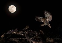Пухнаста сова літає в місячному сяйві. — стокове фото