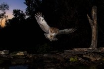 Tawny owl volando en el bosque por la noche, España - foto de stock