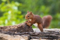 Esquilo vermelho em um ramo, Espanha — Fotografia de Stock