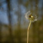Семена одуванчиков, дующие на ветру в летний день — стоковое фото