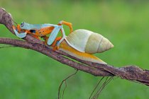 Javan tree frog on a snail on a branch, Indonesia — Stock Photo