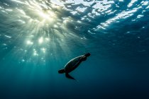 Schildkröte schwimmt unter Wasser, Queensland, Australien — Stockfoto