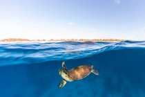 Natation des tortues dans l'océan, Grande Barrière de Corail, Queensland, Australie — Photo de stock
