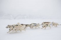 Pack de Huskies de Alaska tirando de un trineo de perros, Canadá - foto de stock