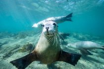 Quattro foche che nuotano sott'acqua, Australia — Foto stock