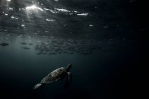 Turtle swimming near the surface towards a school of fish, Queensland, Australia — Foto stock