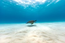 Turtle swimming near the seabed, Queensland, Australia — Stock Photo