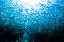 Fischschwärme schwimmen im Ozean, Queensland, Australien — Stockfoto