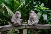 Dos monos de cola larga balineses sentados en una pared, Sacred Monkey Forest Sanctuary, Ubud, Bali, Indonesia - foto de stock