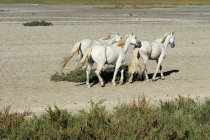 Weiße Pferde laufen in der Camargue, Provence-Alpes-Cote d 'Azur, Frankreich — Stockfoto