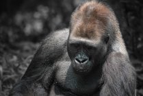 Retrato de un gorila dorso plateado, Indonesia - foto de stock