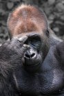Retrato de un gorila dorso plateado, Indonesia - foto de stock