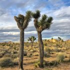 Дерева йошуа, національний парк Йошуа, пустеля моджаве, каліфорнія, об 