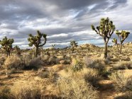 Joshua trees, Joshua Tree National Park, Mojave Desert, California, United States — Stock Photo