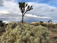 Joshua trees, Joshua Tree National Park, Mojave Desert, Califórnia, Estados Unidos da América — Fotografia de Stock