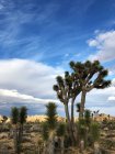 Joshua trees, Joshua Tree National Park, California, United States — Stock Photo
