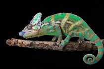 Portrait of a veiled chameleon ready to catch prey, Indonesia — Stock Photo