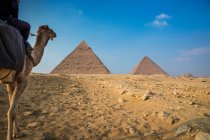 Camel near Giza pyramid complex near Cairo, Egypt — Stock Photo