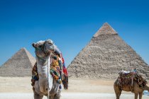 Dos camellos junto al complejo piramidal de Giza cerca de El Cairo, Egipto - foto de stock